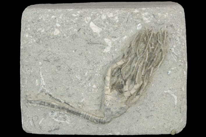 Crinoid (Cyathocrinites) Fossil - Crawfordsville, Indiana #122946